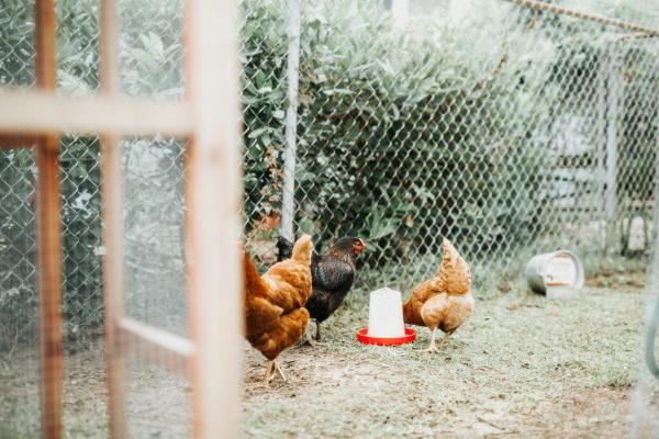 chickens in a chicken run